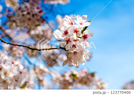 晴れた日満開のソメイヨシノ⑧ 123770400