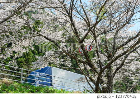 街道沿いに咲く桜のある風景 123770418