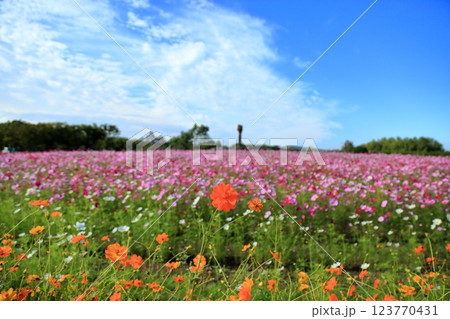 鮮やか キバナコスモスの花 鮮やか キバナコスモスの花 123770431