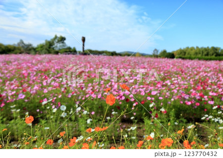 鮮やか　キバナコスモスの花 123770432