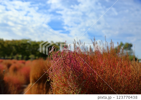 鮮やか　紅葉　コキア 123770438