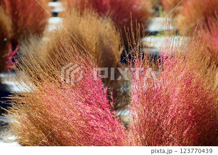 鮮やか 紅葉 コキア 鮮やか 紅葉 コキア 123770439
