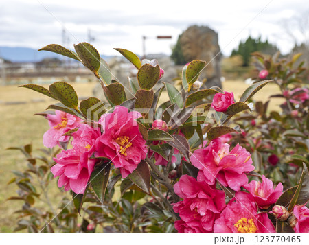 山茶花の花 123770465