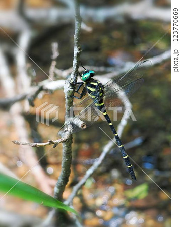 枝にとまって羽を休めるオニヤンマ 123770669