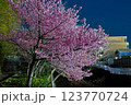 永谷川沿いの河津桜 123770724
