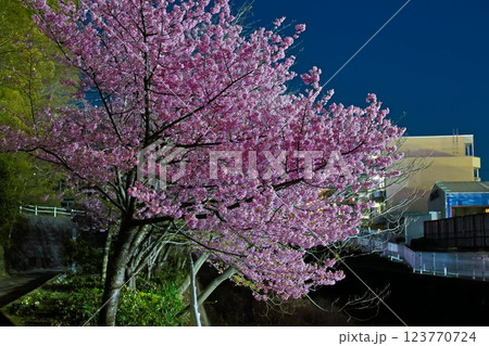 永谷川沿いの河津桜 永谷川沿いの河津桜 123770724