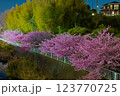 永谷川沿いの河津桜 123770725