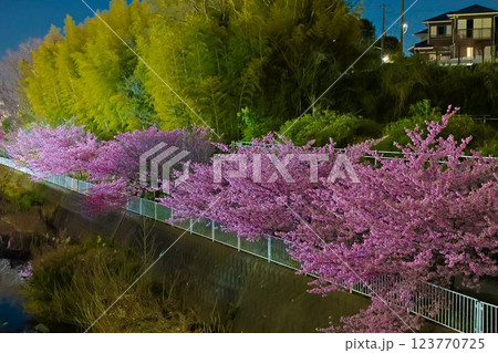永谷川沿いの河津桜 永谷川沿いの河津桜 123770725