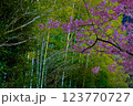 永谷川沿いの河津桜 123770727