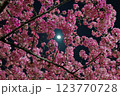永谷川沿いの河津桜 123770728