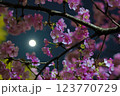 永谷川沿いの河津桜 123770729