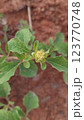 Acanthospermum australe herbaceous plant 123770748