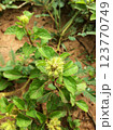 Medicinal plant of the tropics 123770749
