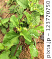 Herb commonly known as creeping starburst 123770750