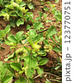 Prostrate star bur wild plant 123770751