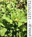 Medicinal plant from the tropics of the planet 123770752