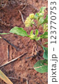 Tropical plant with strange inflorescences 123770753