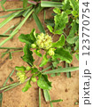 Annual herb of the Asteraceae family 123770754