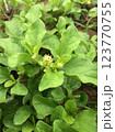 This herbaceous plant is cultivated as an ornamental 123770755