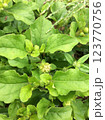 Plant with medicinal and ornamental uses 123770756