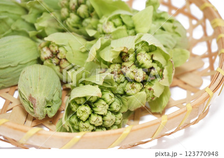 背景を白く飛ばした竹ざるに入れたふきのとう 123770948