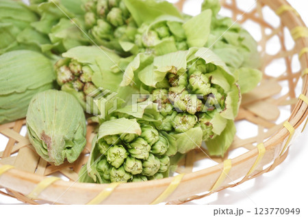 背景を白く飛ばした竹ざるに入れたふきのとう 背景を白く飛ばした竹ざるに入れたふきのとう 123770949