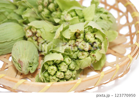 背景を白く飛ばした竹ざるに入れたふきのとう 背景を白く飛ばした竹ざるに入れたふきのとう 123770950