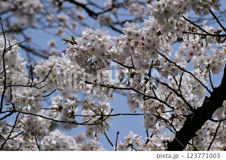 鹿沼公園の桜 鹿沼公園の桜 123771003