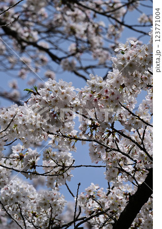 鹿沼公園の桜 鹿沼公園の桜 123771004