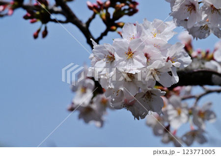 鹿沼公園の桜 鹿沼公園の桜 123771005