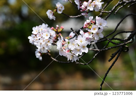 鹿沼公園の桜 鹿沼公園の桜 123771006