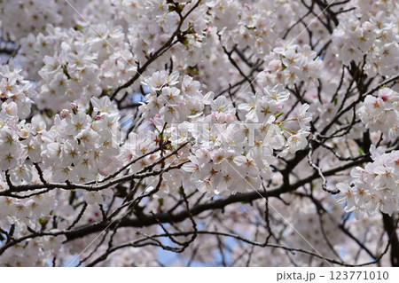 鹿沼公園の桜 123771010