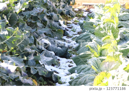 雪の積もった畑と野菜 雪の積もった畑と野菜 123771186