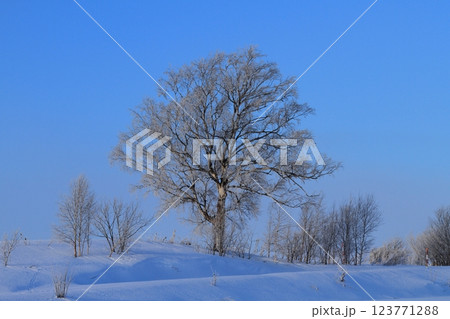 樹氷　楡の木 123771288