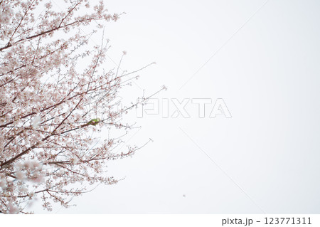空に舞う桜とインコ 123771311