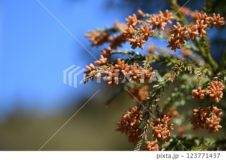 早春のスギ（杉）の雄花 123771437
