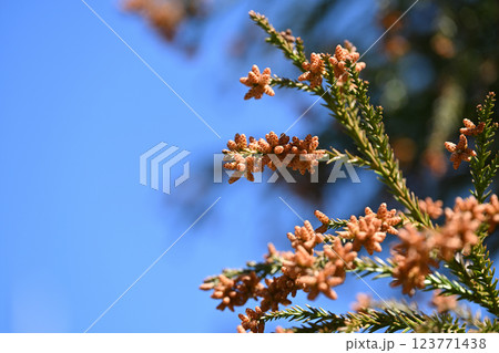 早春のスギ(杉)の雄花 早春のスギ(杉)の雄花 123771438