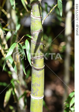 ホテイチク（布袋竹）の節 123771469