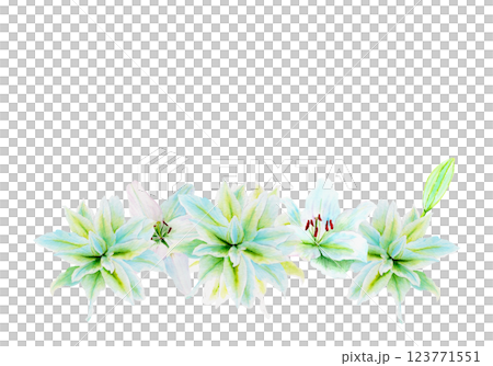 White lily flower garland watercolor illustration isolated on white. High quality clip art perfect for cards, posters, stickers, Easter, Passover, Holy Thursday, christening baptism wedding church White lily flower garland watercolor illustration isolated on white. High quality clip art perfect for cards, posters, stickers, Easter, Passover, Holy Thursday, christening baptism wedding church 123771551