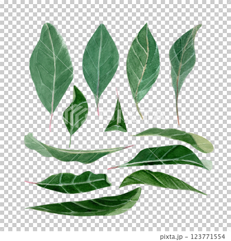 Green branch and vibrant watercolor elongated leaves illustration set. High quality hand-painted clip art perfect as design elements for botanical designs, cards, posters, textile and prints, decor 123771554