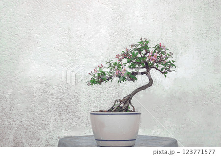 Free orm Dwarf cherry bonsai in ceramic pot Free orm Dwarf cherry bonsai in ceramic pot 123771577