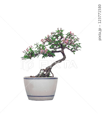 Free orm Dwarf cherry bonsai in ceramic pot on white background 123771580
