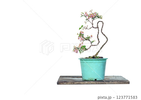 Free orm Dwarf cherry bonsai on white background Free orm Dwarf cherry bonsai on white background 123771583