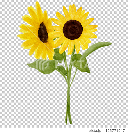 向日葵花圖畫水彩 向日葵花圖畫水彩 123771947