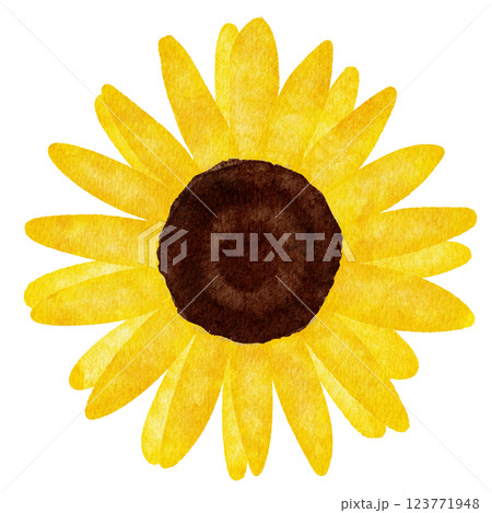 水彩で描いたひまわりの花のイラスト 123771948