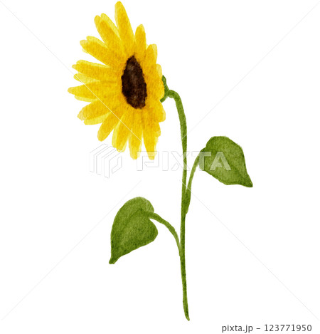 水彩で描いたひまわりの花のイラスト 123771950