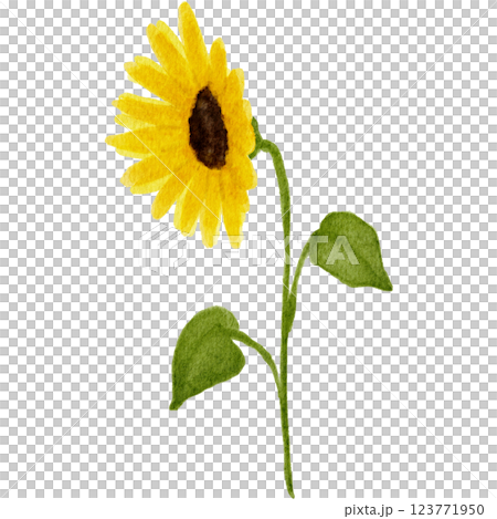 向日葵花圖畫水彩 123771950