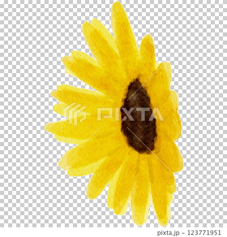 水彩で描いたひまわりの花のイラスト 123771951