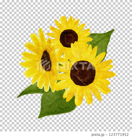 水彩で描いたひまわりの花のイラスト 123771952