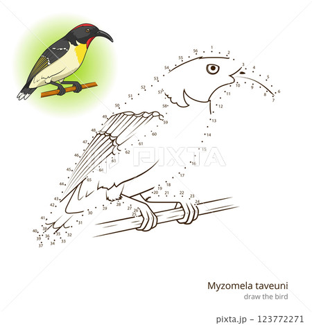Myzomela taveuni bird learn to draw vector 123772271